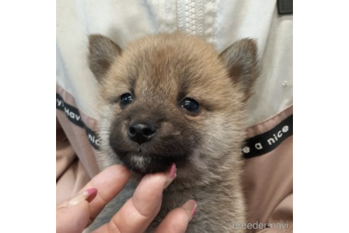 成約済の富山県の柴犬-215028の4枚目